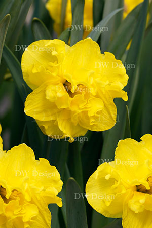 narcissus flyer